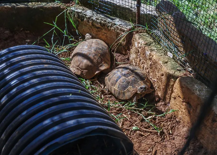 Kapica By Interhome *